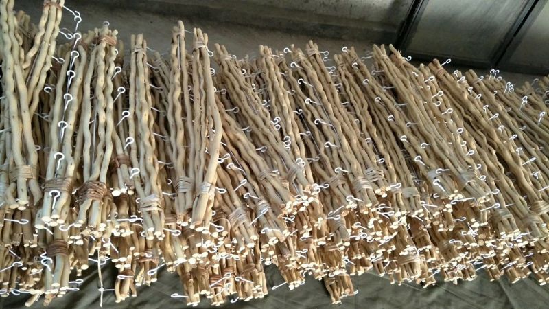 桑树1.8~2m