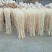 桑树1.8~2m