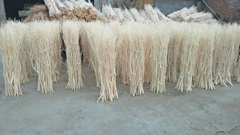 桑树1.8~2m