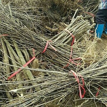 吴茱萸苗50~80cm