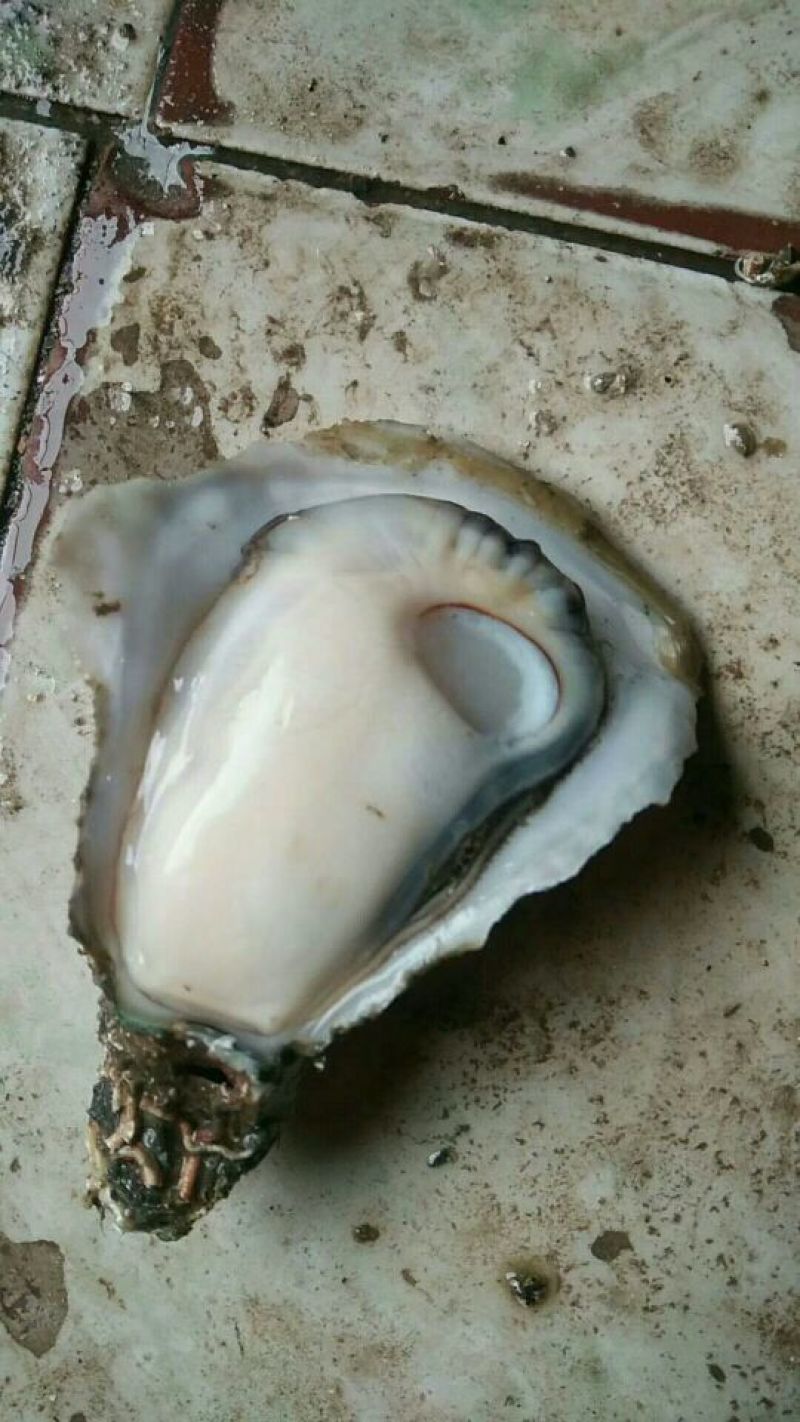 北海大生蚝2只/斤