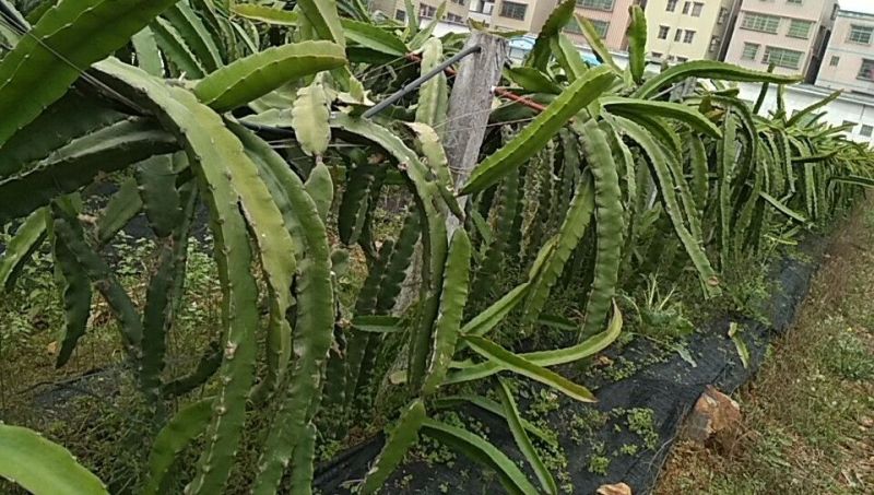红心火龙果苗成熟枝条，长度米左右