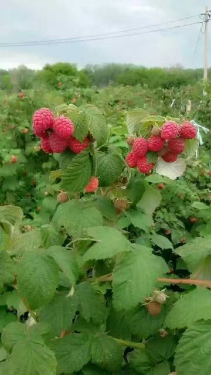 树莓苗10~30cm基地直发。价格低。成活率高。服务好