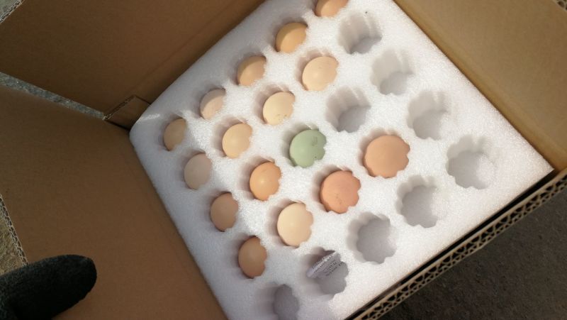 初产蛋雏鸡蛋黄大浓稠货量足长期