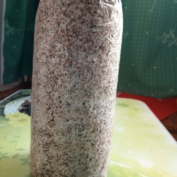 块菌