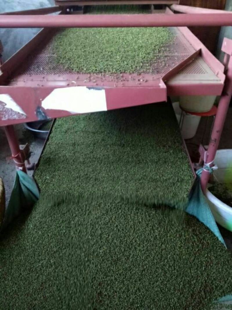 精品云南青麻椒一手货源质量保障视频看货等您来电