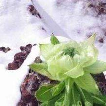 天山雪莲