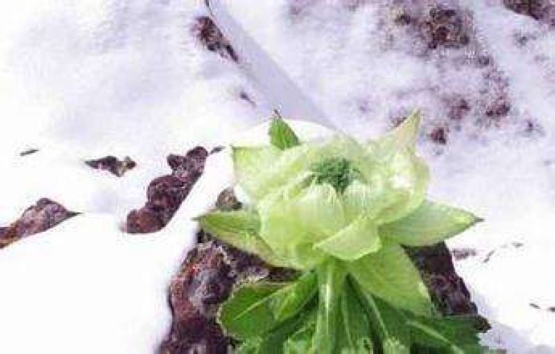 天山雪莲