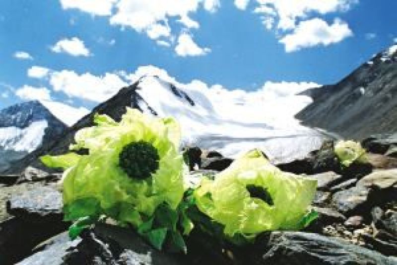 天山雪莲