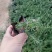 福禄考山东潍坊青州芝樱，花海种苗，