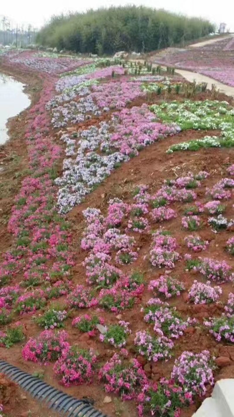福禄考山东潍坊青州芝樱，花海种苗，