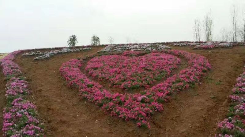 福禄考山东潍坊青州芝樱，花海种苗，