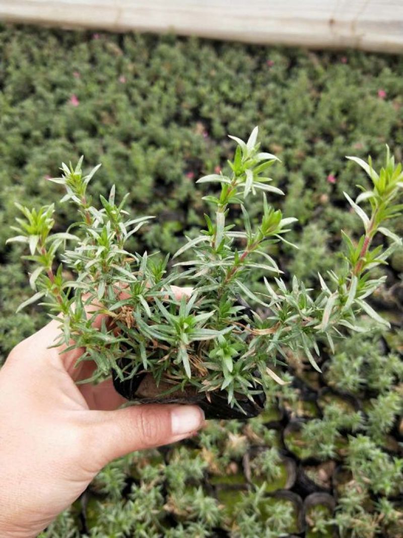 福禄考山东潍坊青州芝樱，花海种苗，