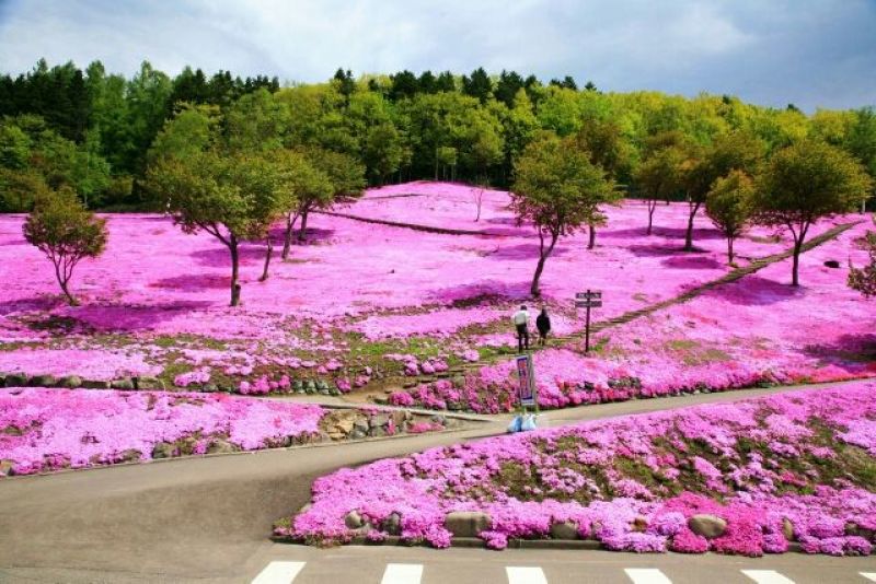福禄考山东潍坊青州芝樱，花海种苗，