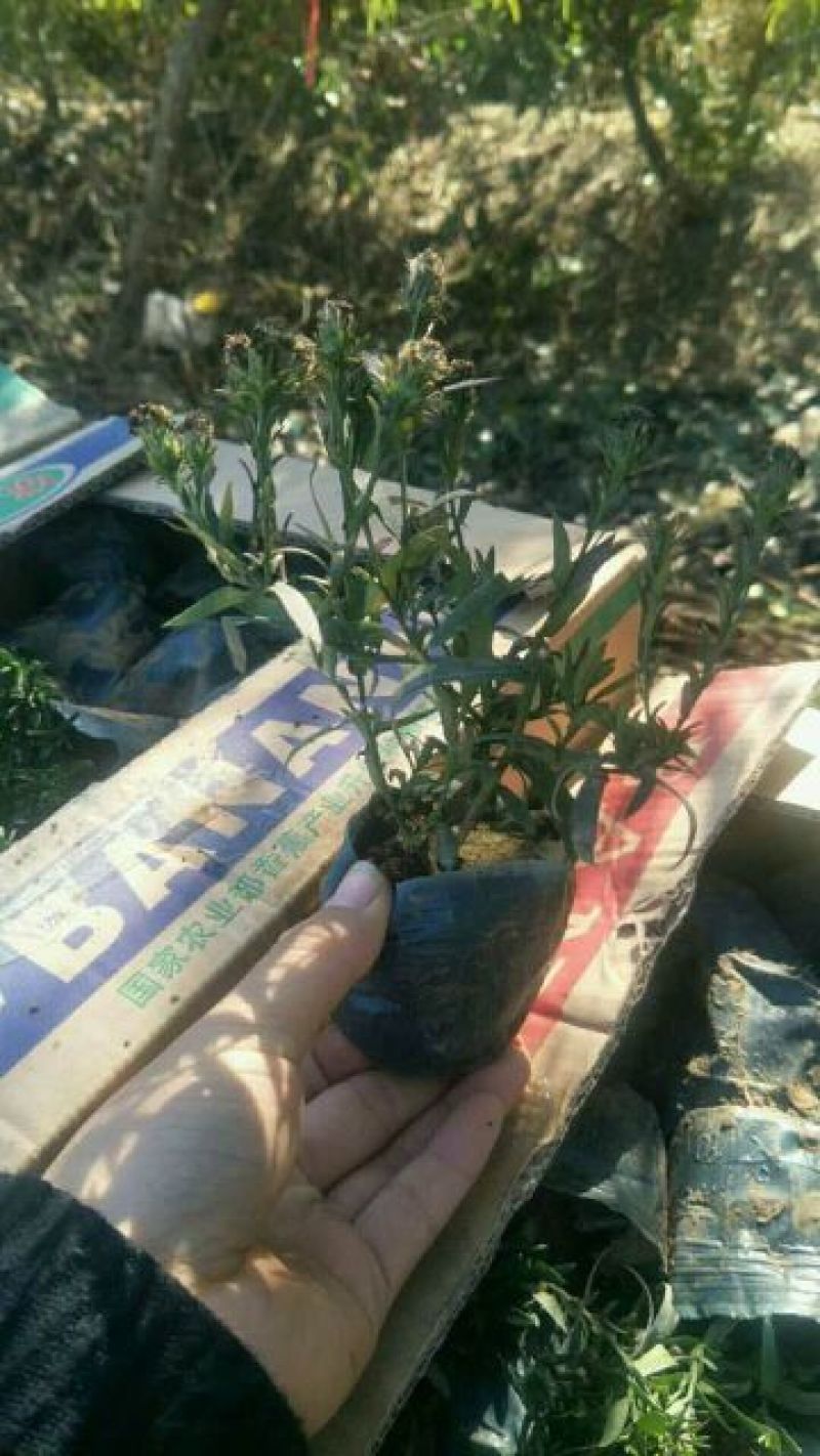 荷兰菊含盆山东荷兰菊基地批发，金鸡菊，黑心菊，园林绿