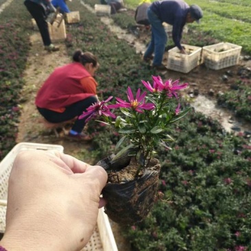 荷兰菊含盆山东荷兰菊基地批发，金鸡菊，黑心菊，园林绿