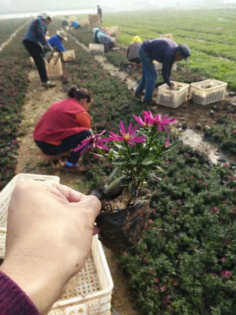 荷兰菊含盆山东荷兰菊基地批发，金鸡菊，黑心菊，园林绿