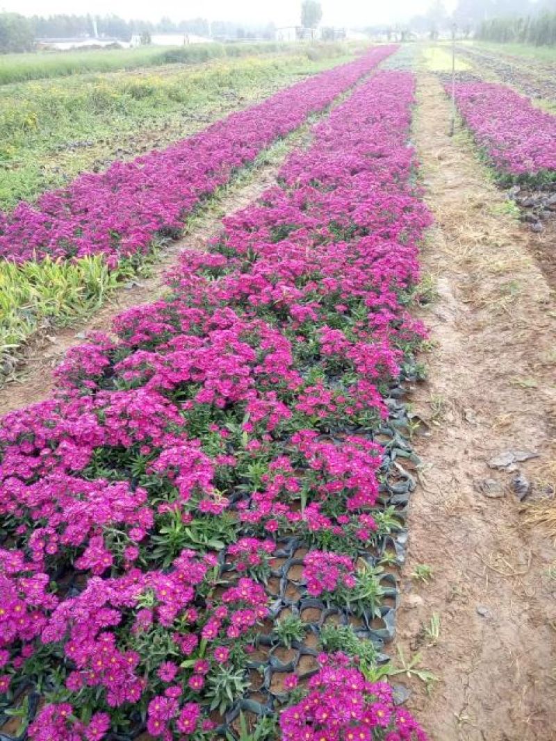 荷兰菊含盆山东荷兰菊基地批发，金鸡菊，黑心菊，园林绿