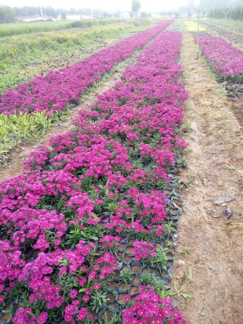 荷兰菊含盆山东荷兰菊基地批发，金鸡菊，黑心菊，园林绿