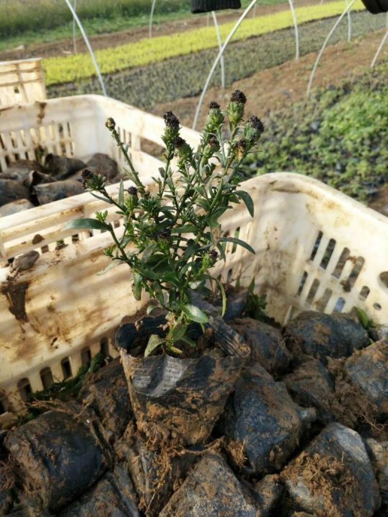 荷兰菊含盆山东荷兰菊基地批发，金鸡菊，黑心菊，园林绿