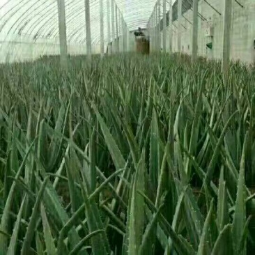芦荟柱形20cm以上