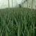 芦荟柱形20cm以上