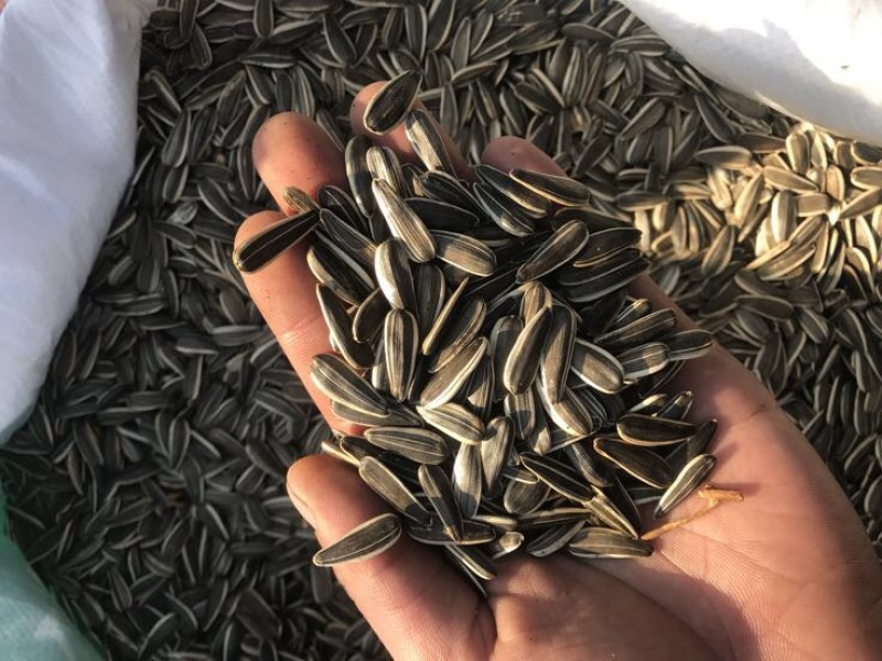 瓜子厂家大量批发生熟，年货地摊货跑江湖必须品