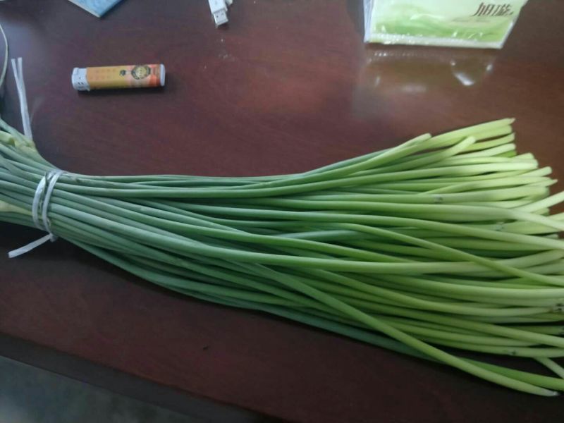 蒜薹。白帽红帽精品加工产地直供一手货源价格便宜