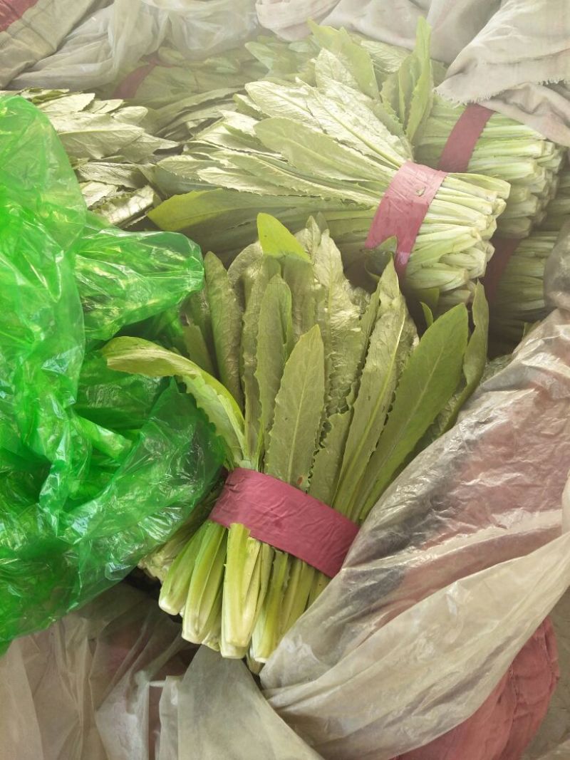 油麦菜15~20厘米以上