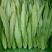 油麦菜15~20厘米以上
