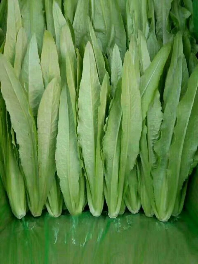 油麦菜15~20厘米以上