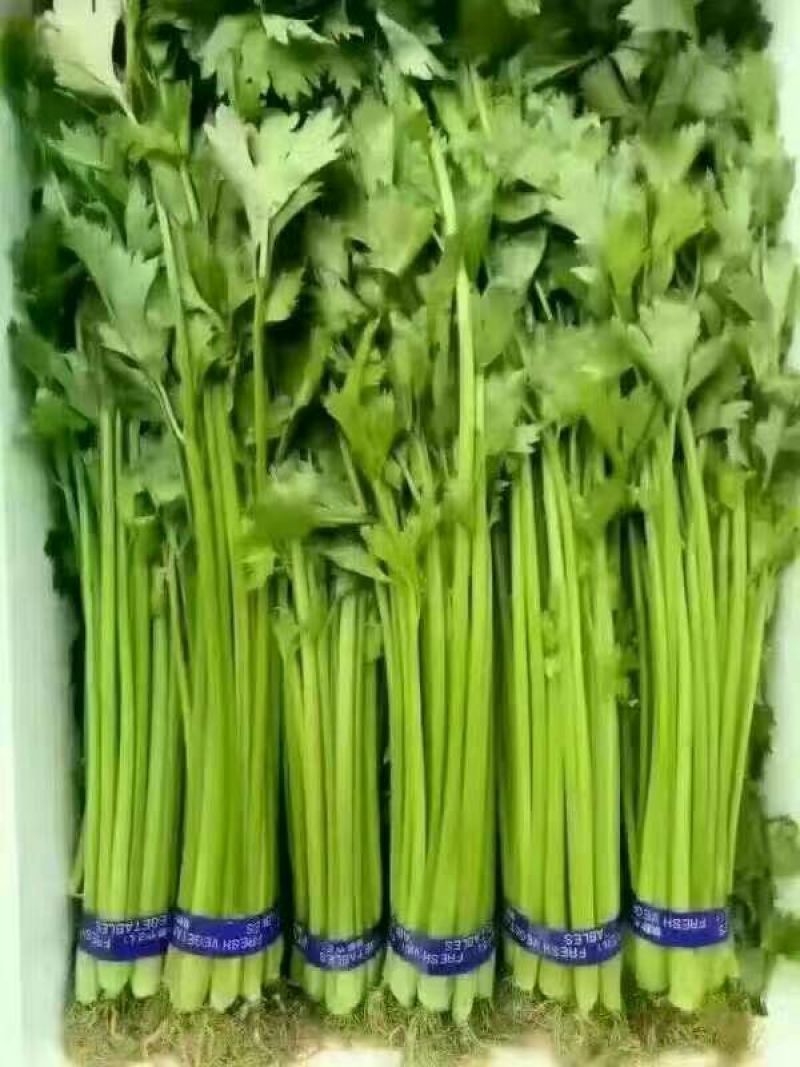 西芹45cm以上
