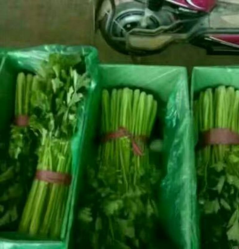西芹45cm以上