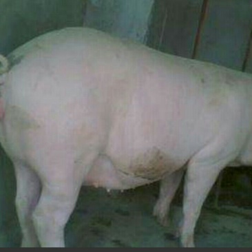冻猪肉冷冻
