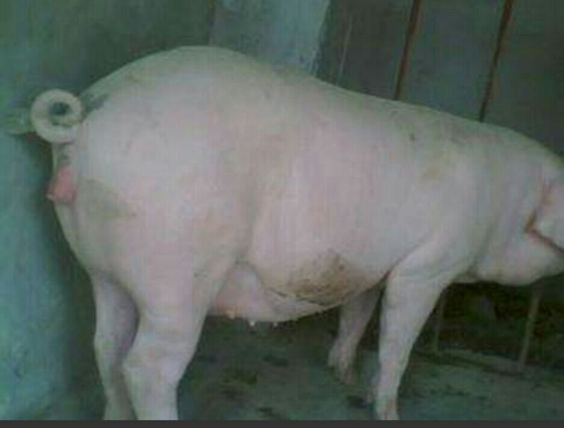 冻猪肉冷冻