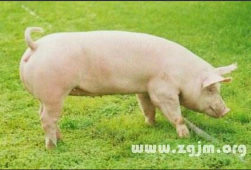 冻猪肉冷冻