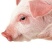 冻猪肉冷冻