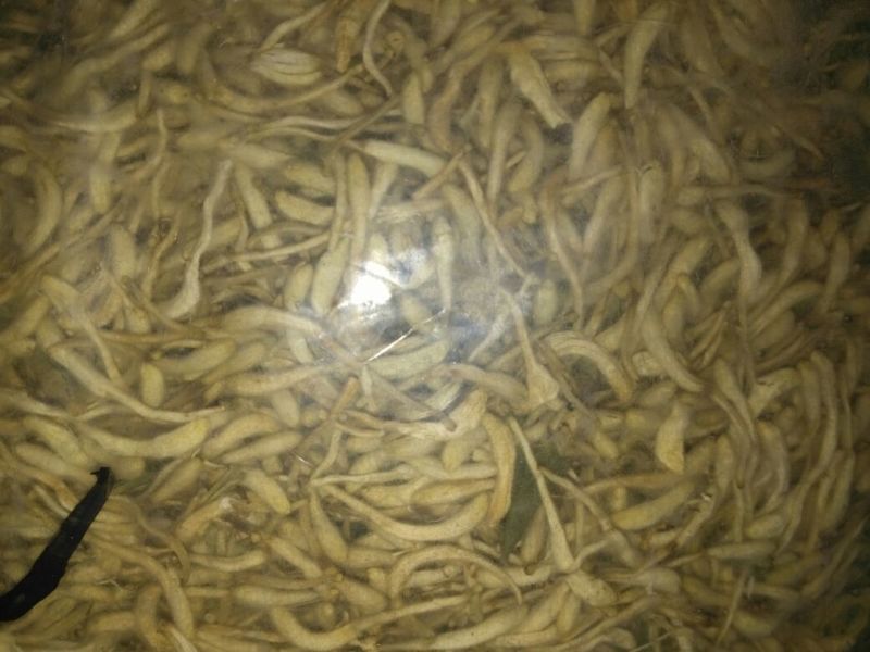 山东地产金银花各种规格的欢迎要货的老板们联系