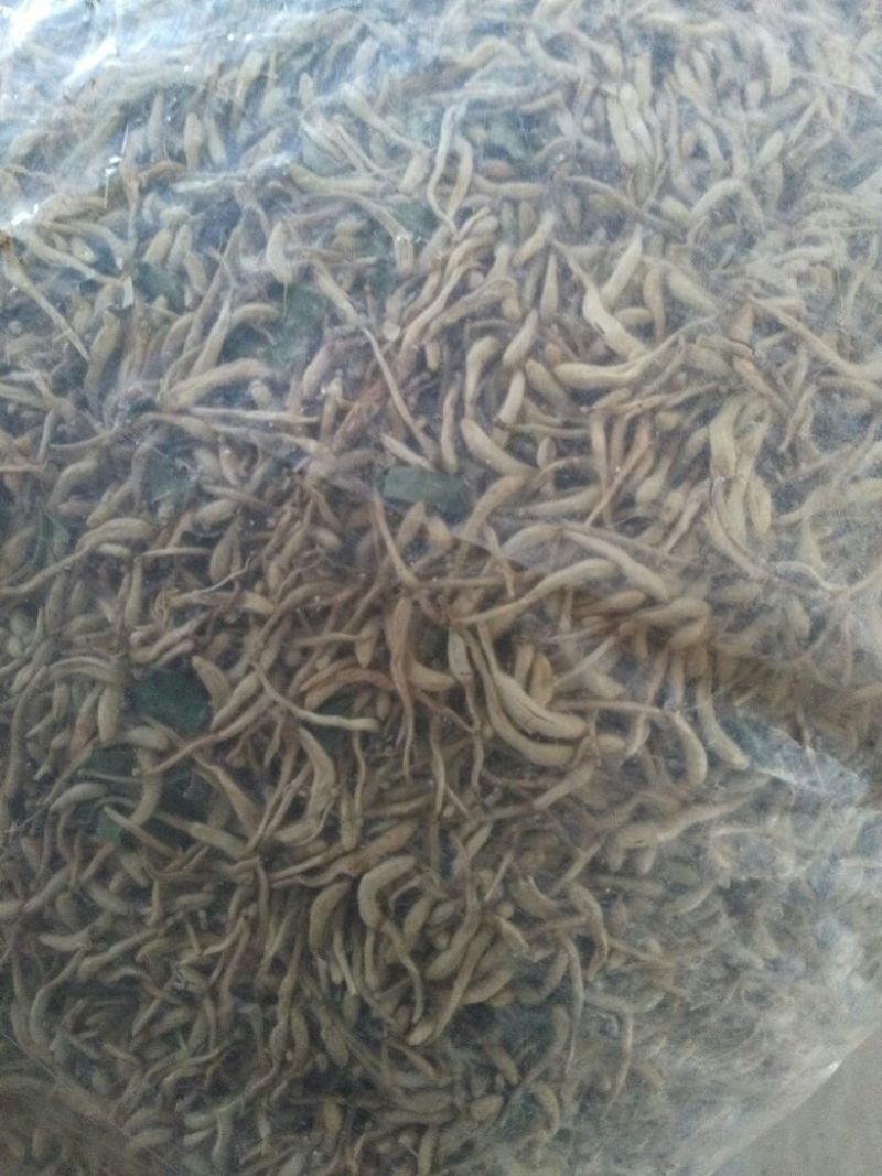 山东地产金银花各种规格的欢迎要货的老板们联系