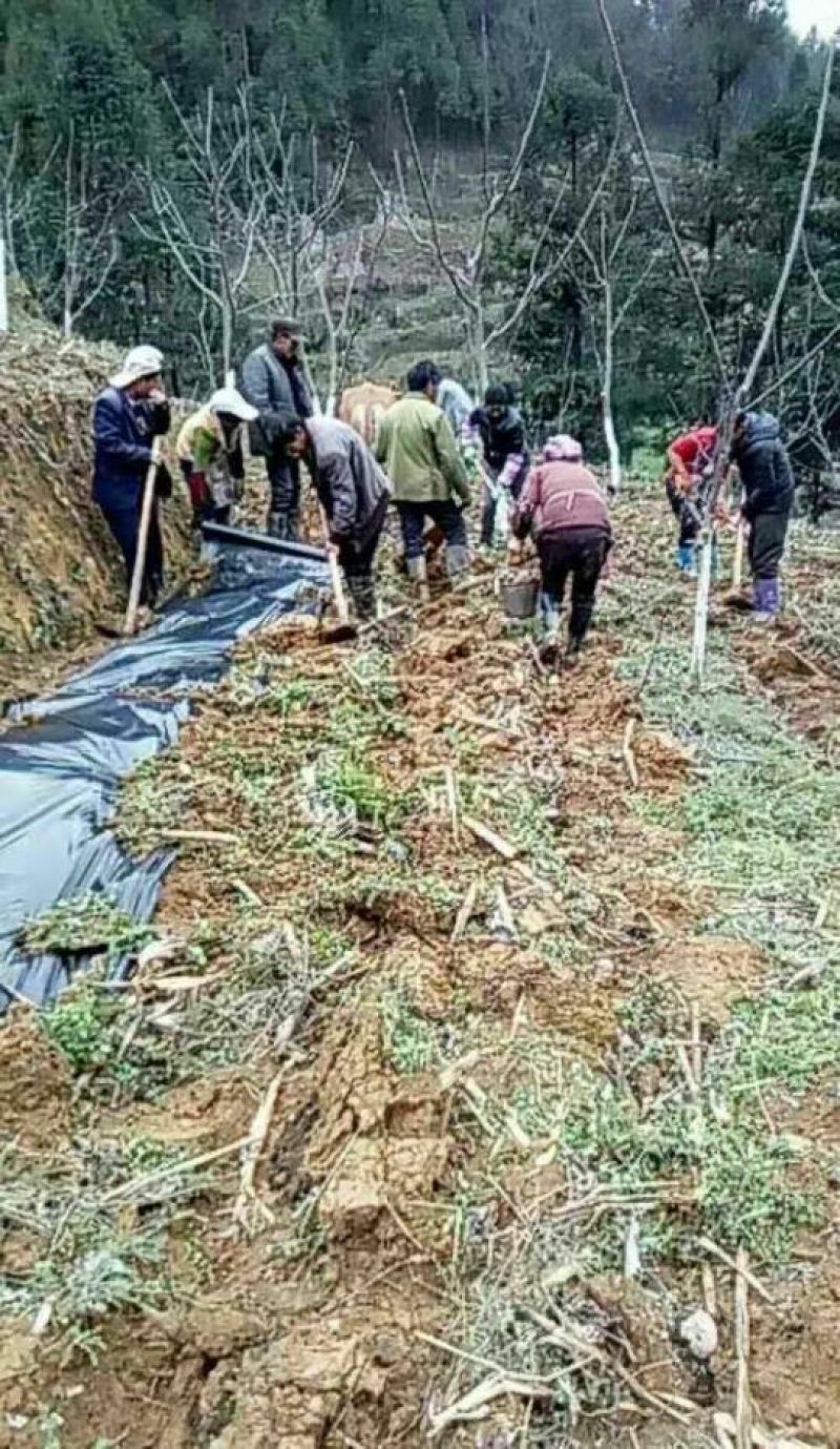 生态基地5000亩以上10~30年合作