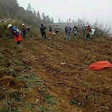 生态基地5000亩以上10~30年合作