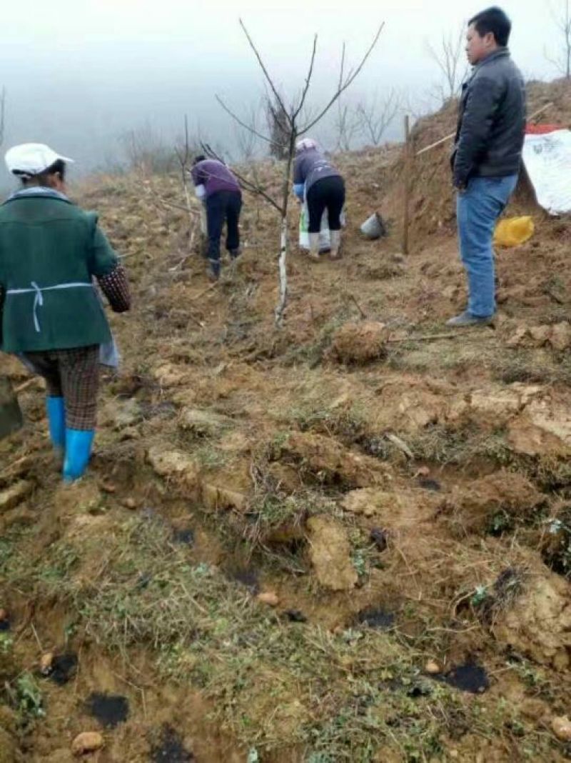 生态基地5000亩以上10~30年合作