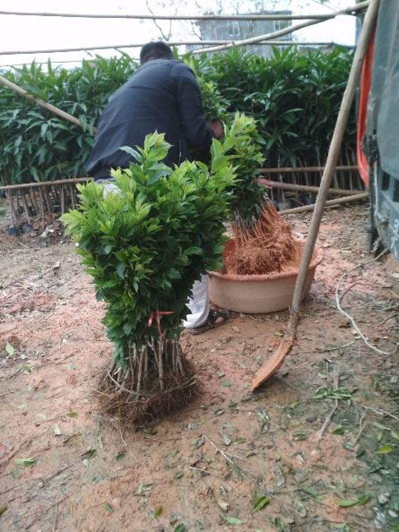三华李树苗银翡早熟中熟晚熟，基地直发大量供应