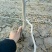 冬枣树苗80~110cm