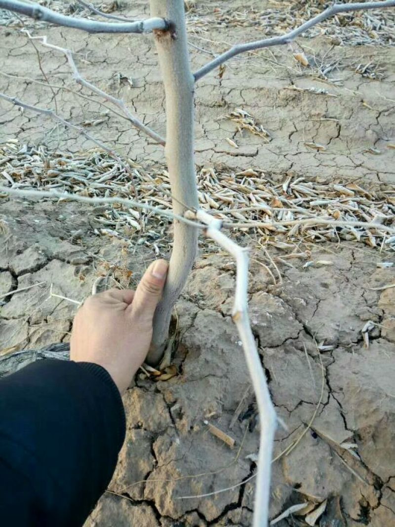 冬枣树苗80~110cm