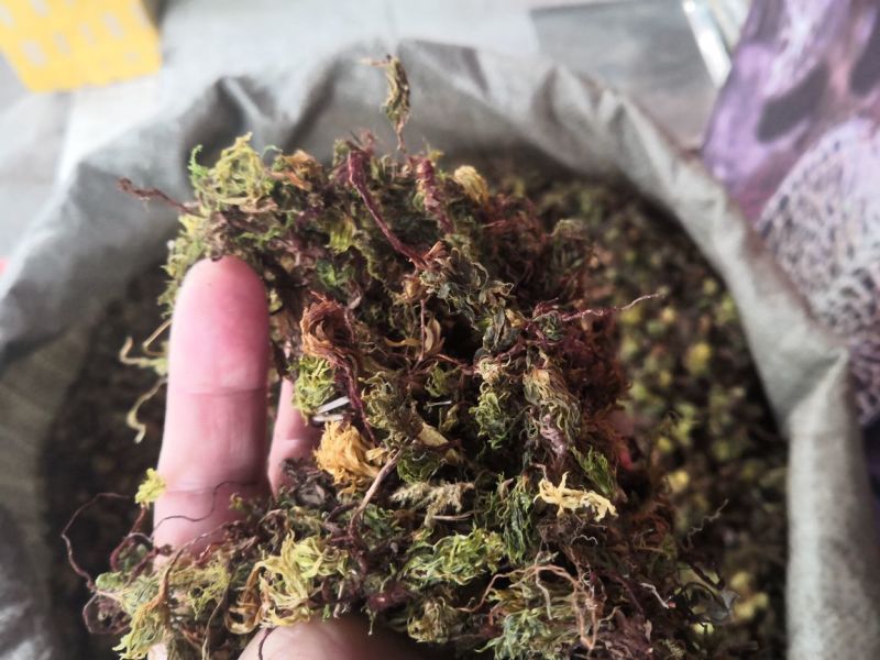回心草