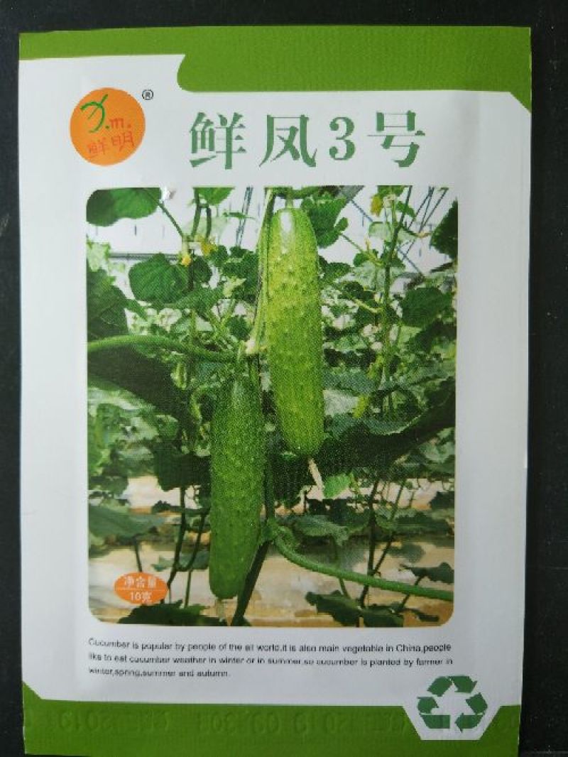 水果黄瓜种子90%以上