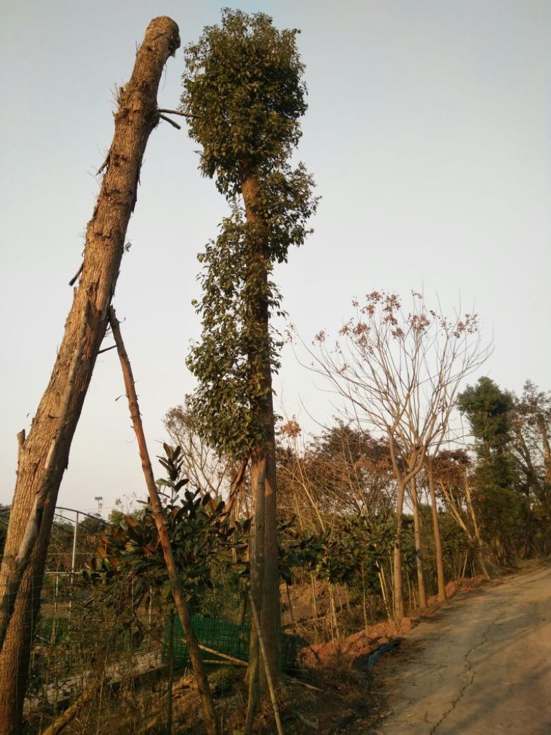 香樟20cm以上14~16cm3.5~4米
