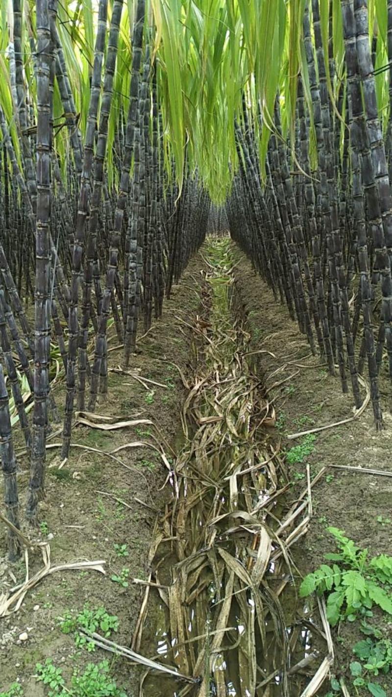 黑皮水果甘蔗苗4～7芽合适南北方种植专业技术指导