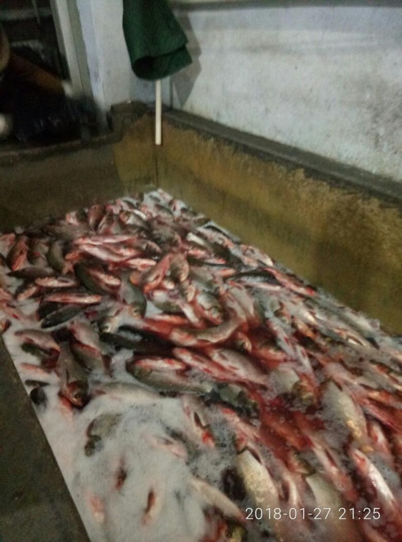 白鲢鱼人工养殖冰鲜鱼